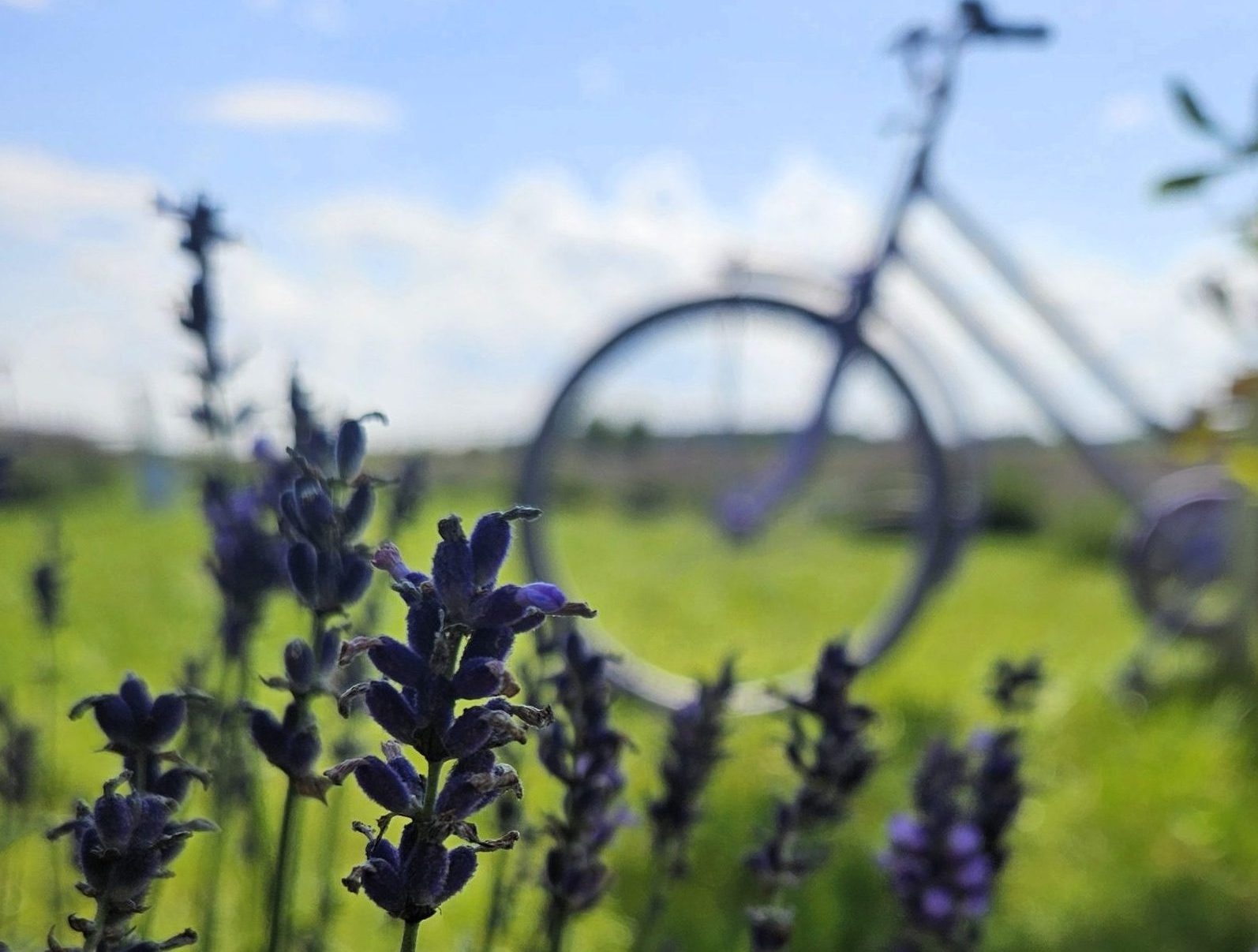 Enchanting Lavender