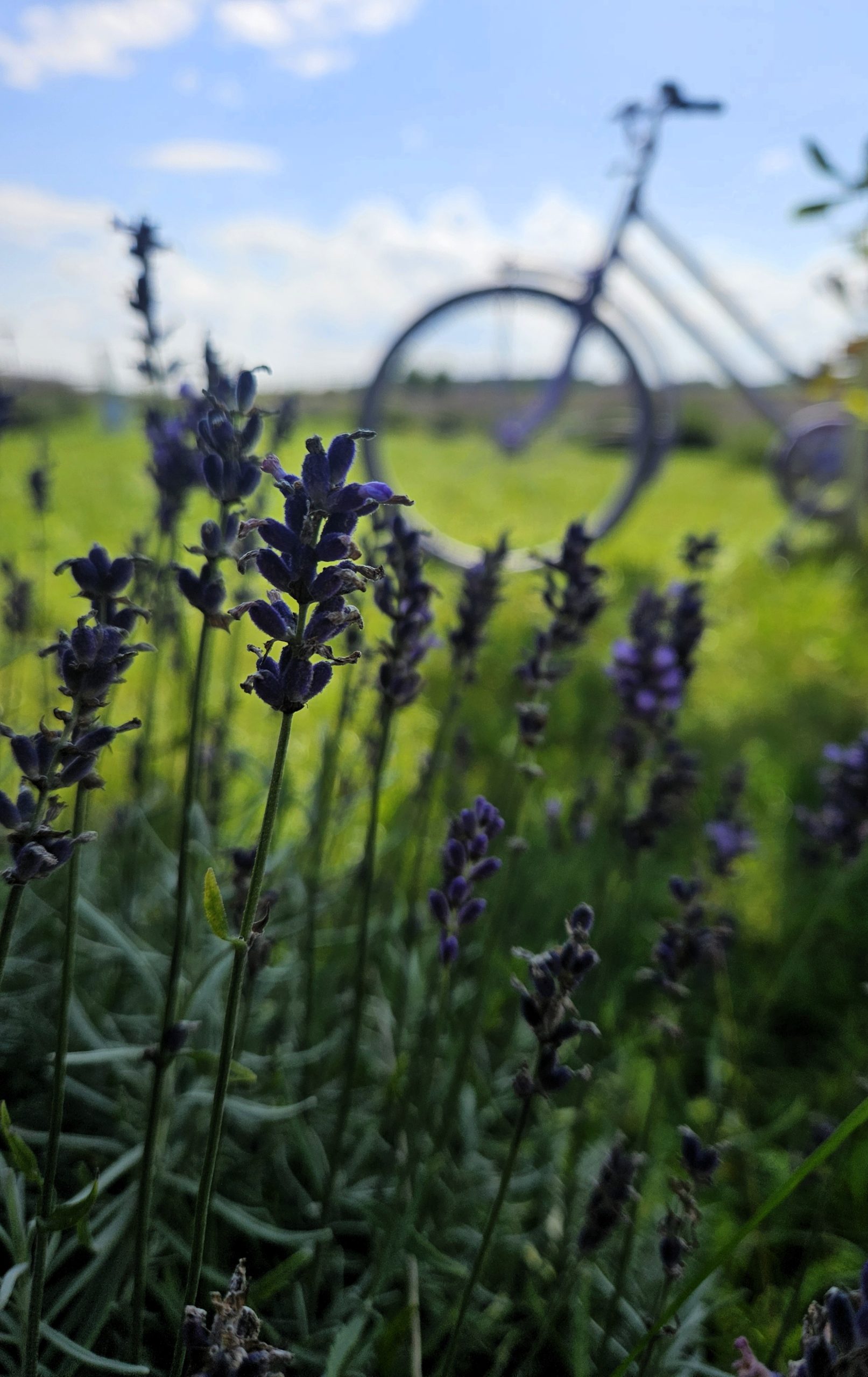 Enchanting Lavender